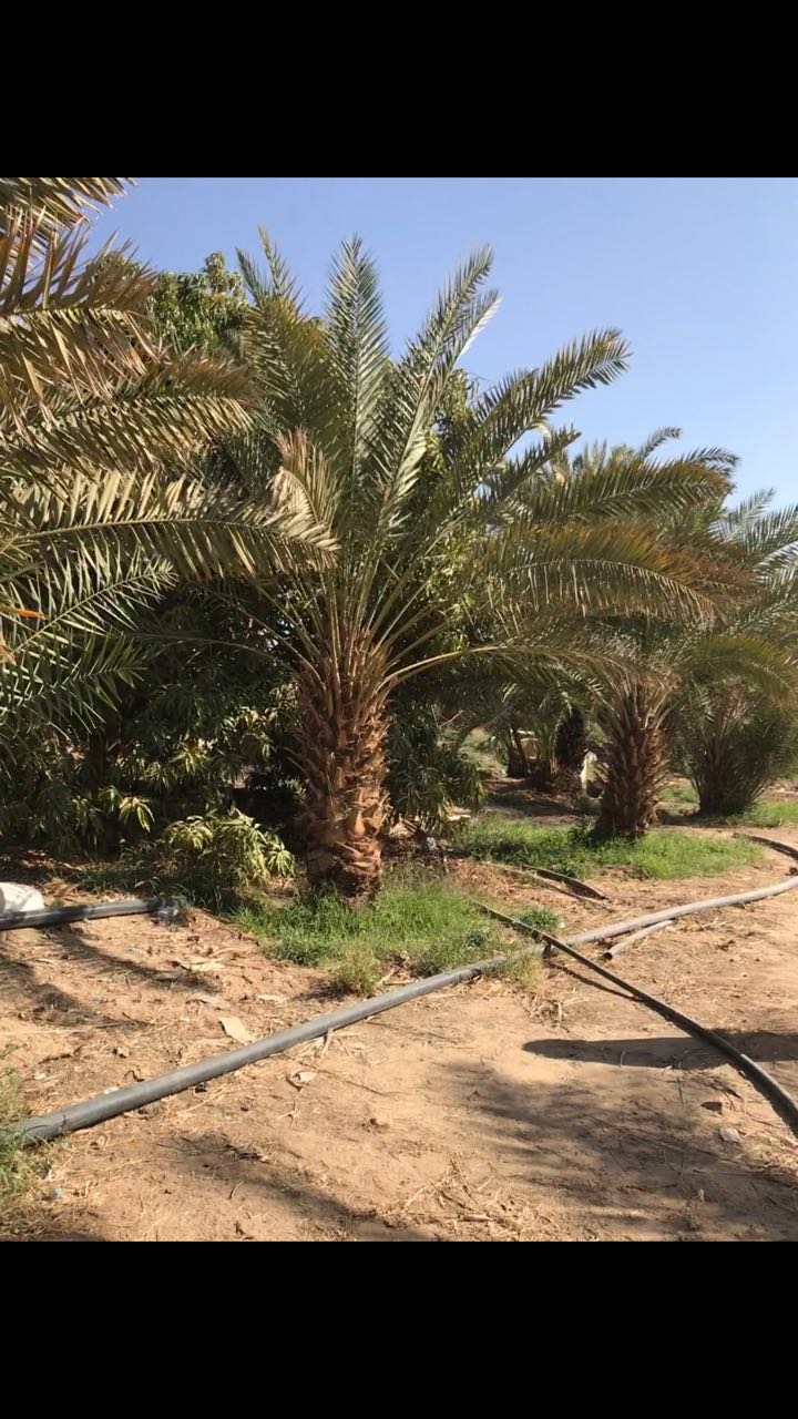 عدد من المشاريع الزراعية